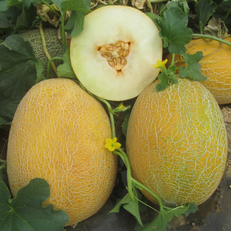 Hybrid Melon - UnigenSeedsItaly EN