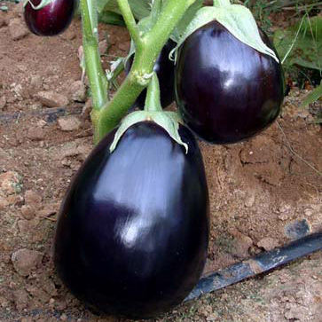 Eggplant  seeds NIGHT LADY f1 