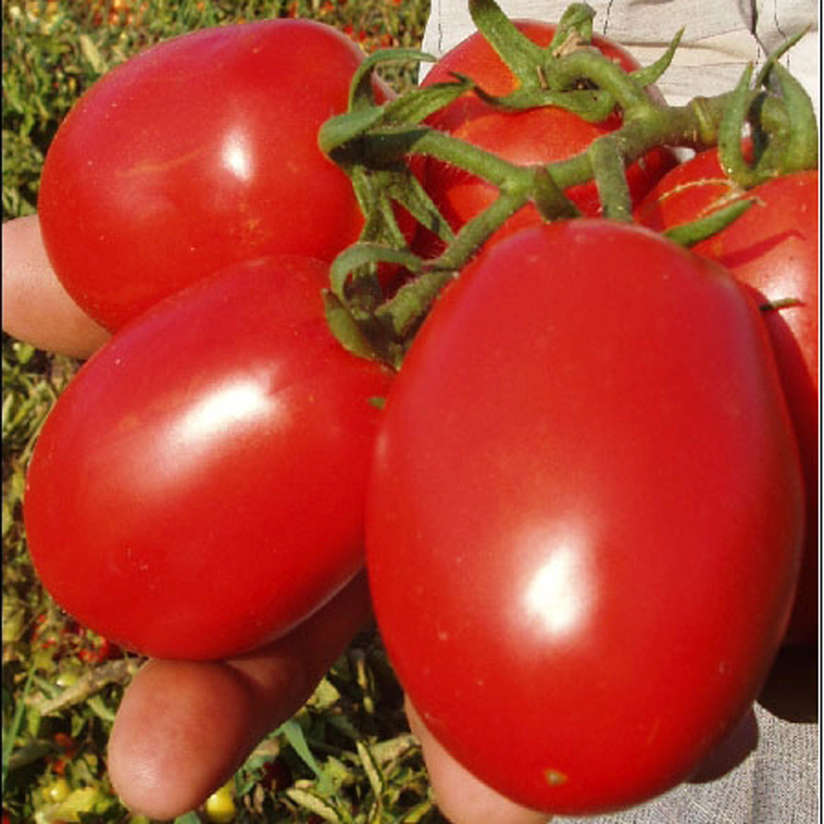 5.21 lb Vander Wielen Tomato Seed - Worldwide Giant Growers