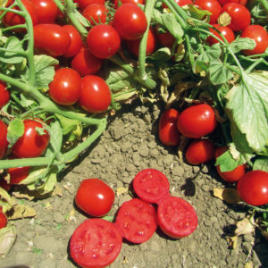 💚💚Bonitos tomatodos térmicos💚💚 ✅️De 400 ml ✅️De 65 y 70 Bs ✅️Es to