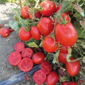 💚💚Bonitos tomatodos térmicos💚💚 ✅️De 400 ml ✅️De 65 y 70 Bs ✅️Es to